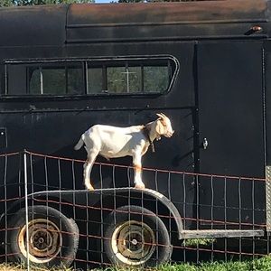 Meet your Posher, Gabriel